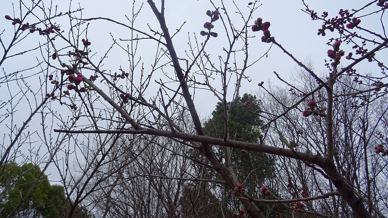 ハナモモの蕾 川崎市幸区さいわいふるさと公園