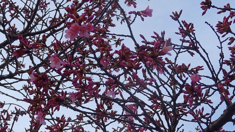 オカメザクラの花 横浜市旭区鶴ヶ峰鎧の渡し緑道