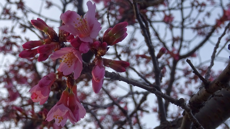 オカメザクラの花 横浜市旭区鶴ヶ峰鎧の渡し緑道