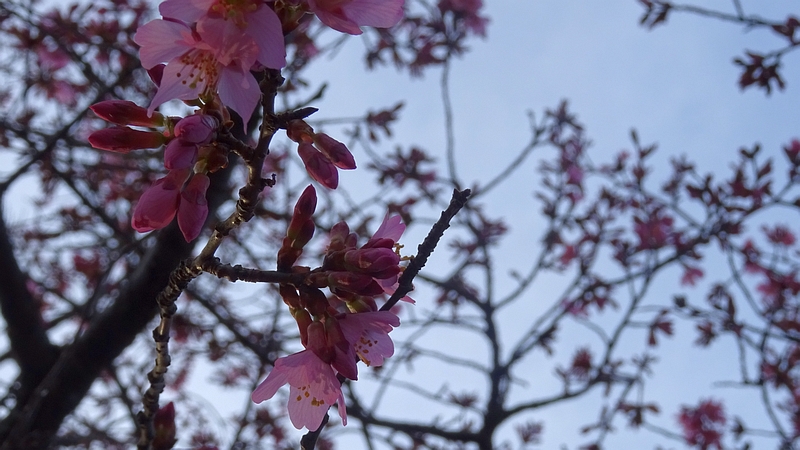 オカメザクラの花 横浜市旭区鶴ヶ峰鎧の渡し緑道