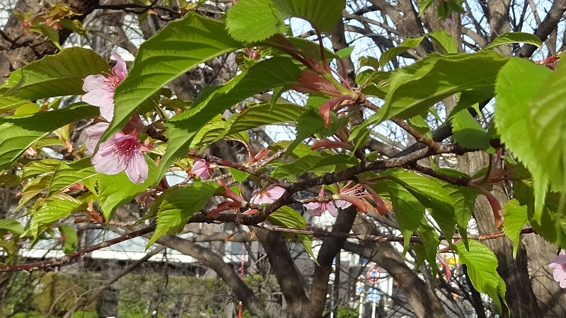 カワヅザクラの托葉 川崎市幸区さいわいふるさと公園