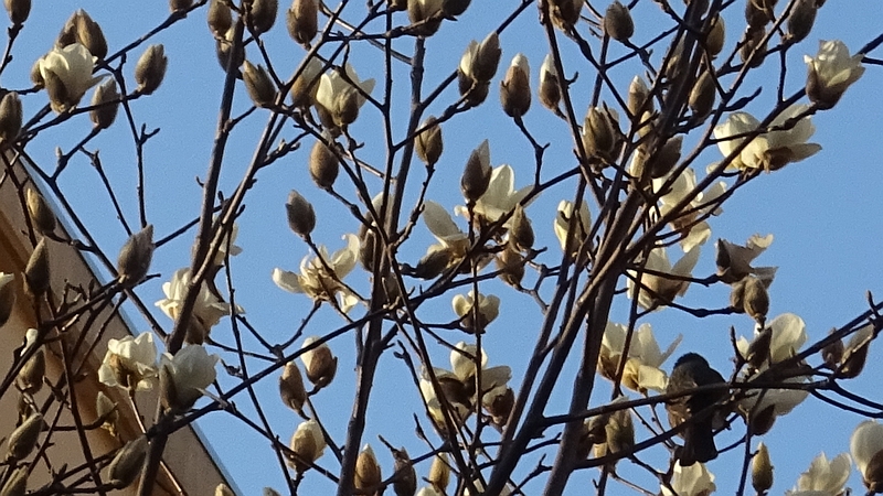 ハクモクレンの花とヒヨドリ 横浜市旭区今宿南町