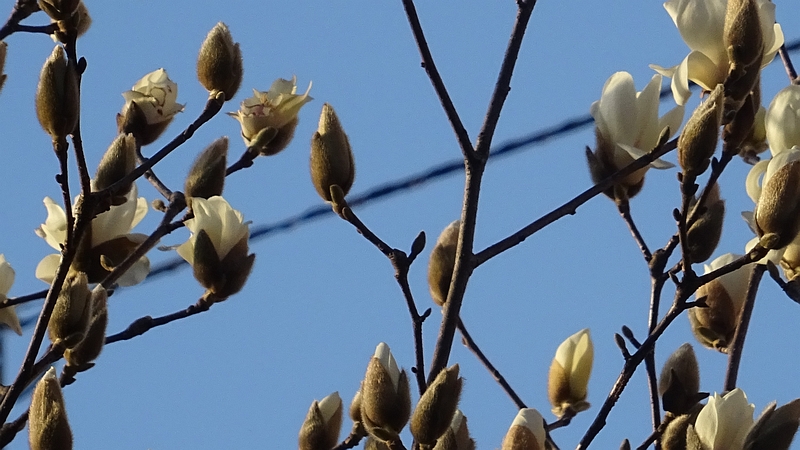 ハクモクレンの花 横浜市旭区今宿南町