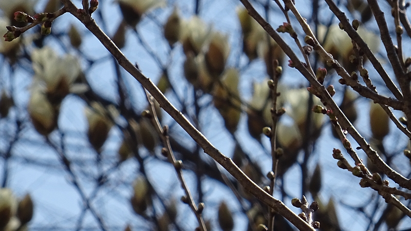 カラミザクラの冬芽 横浜市旭区今宿南町
