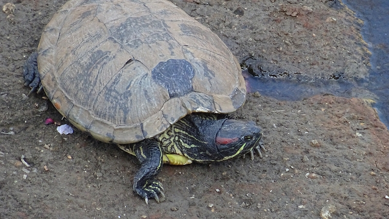 ミシシッピアカミミガメ 横浜市旭区今宿南町
