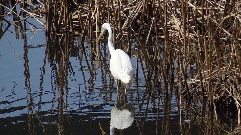 ダイサギ 横浜市旭区今宿南町