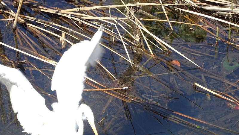 ダイサギ 横浜市旭区今宿南町
