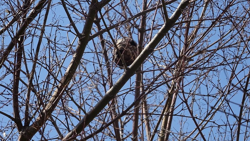 イロハモミジのコガタスズメバチの巣 横浜市旭区下川井町