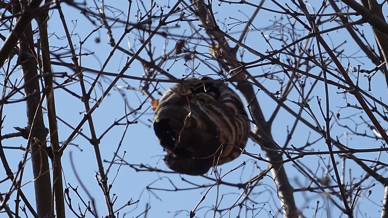 イロハモミジのコガタスズメバチの巣 横浜市旭区下川井町