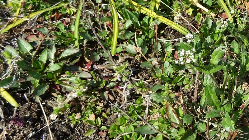 ナズナの花 横浜市旭区下川井町