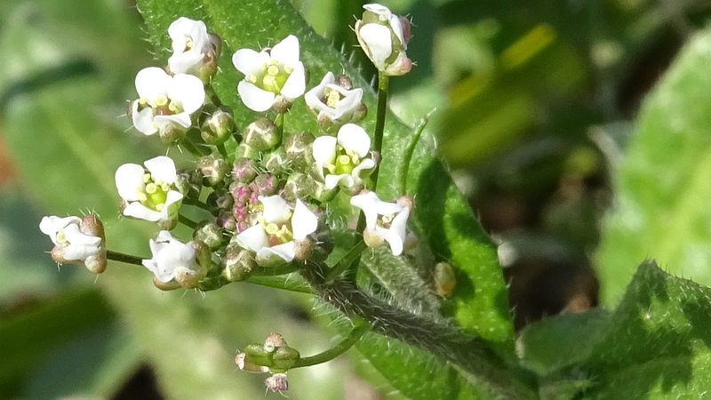 ナズナの花 横浜市旭区下川井町