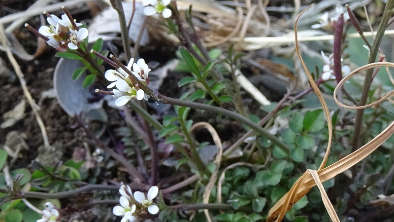ミチタネツケバナの花 横浜市旭区下川井町