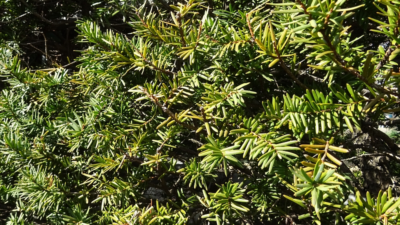 キャラボク 横浜市旭区下川井町