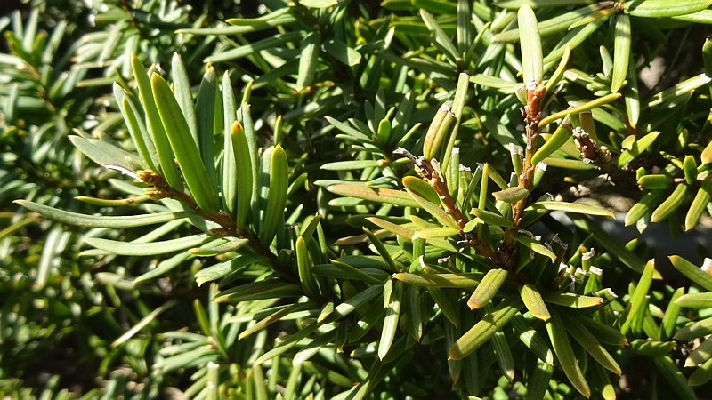 キャラボクの新芽 横浜市旭区下川井町