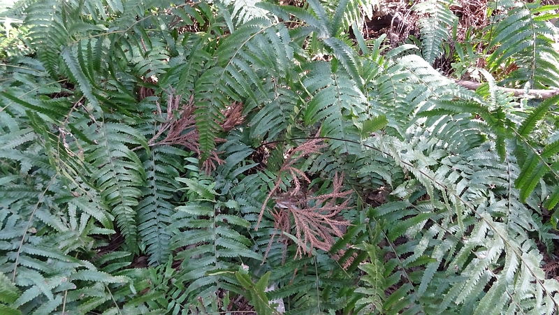 イノデ 横浜市旭区矢指町矢指市民の森