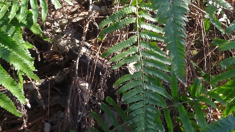 イノデ 横浜市旭区矢指町矢指市民の森