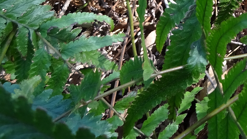 イノデ 横浜市旭区矢指町矢指市民の森