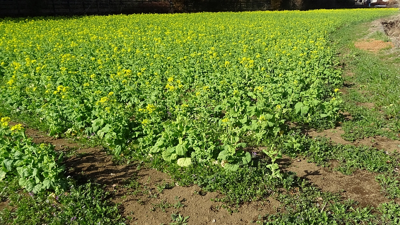 アブラナの花 横浜市旭区矢指町追分市民の森