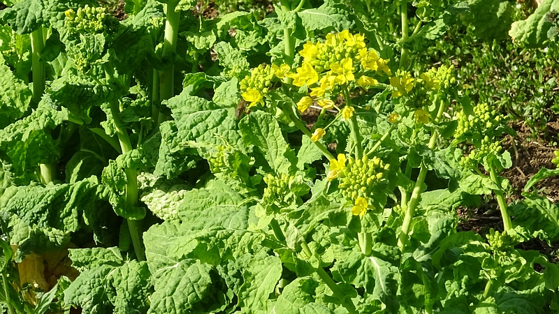 アブラナの花 横浜市旭区矢指町追分市民の森