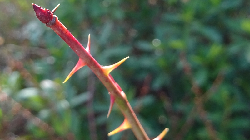 ノイバラの冬芽 横浜市旭区矢指町追分市民の森