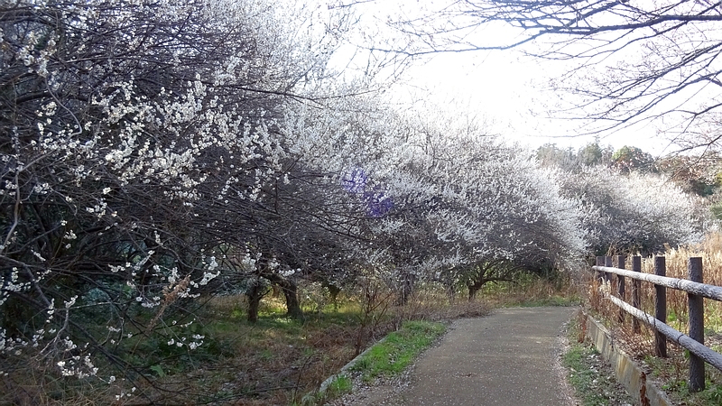ウメの花 横浜市旭区矢指町追分市民の森