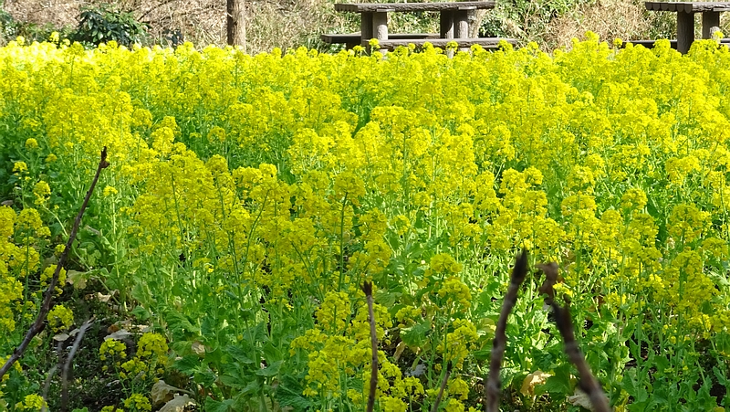 アブラナの花 横浜市旭区矢指町追分市民の森