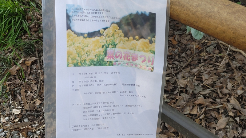菜の花まつりのチラシ 横浜市旭区矢指町追分市民の森