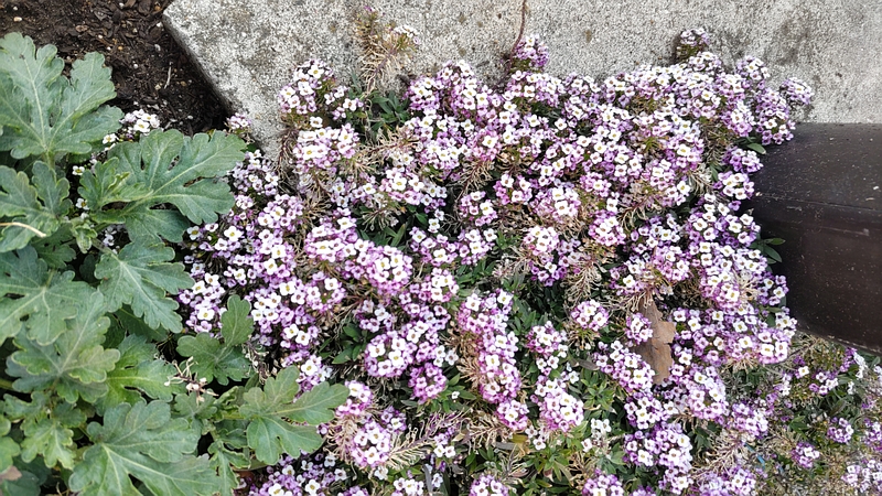 ニワナズナの花 横浜市瀬谷区二ツ橋町