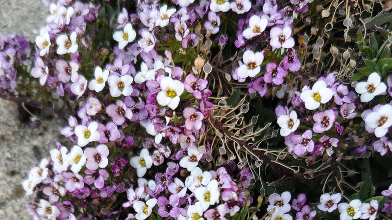 ニワナズナの花 横浜市瀬谷区二ツ橋町
