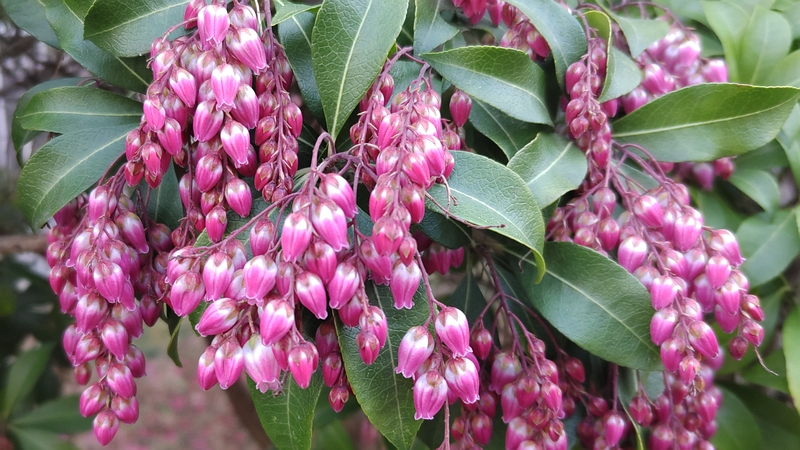 アセビの花 横浜市瀬谷区二ツ橋町