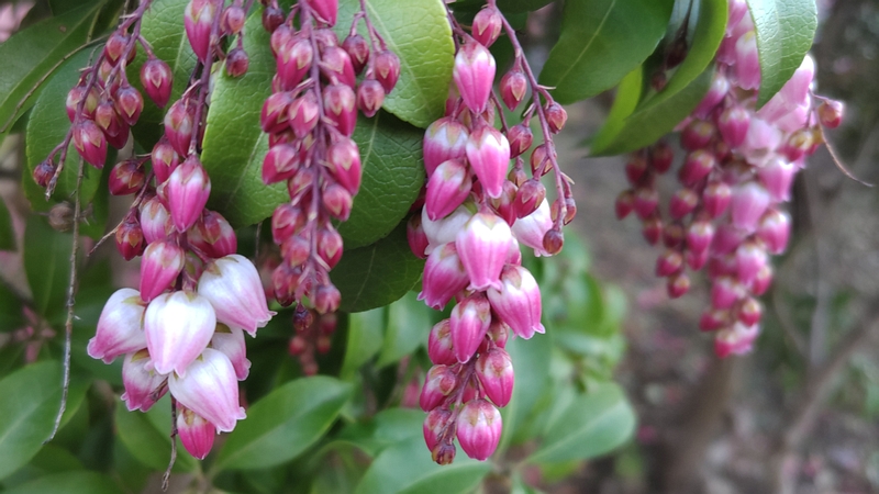 アセビの花 横浜市瀬谷区二ツ橋町