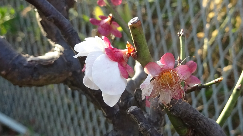 アンズの花 横浜市旭区鶴ヶ峰