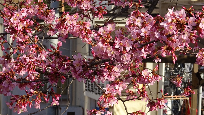 オカメザクラの花 横浜市旭区鶴ヶ峰鎧の渡し緑道