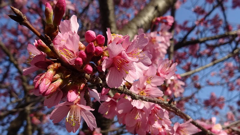 オカメザクラの花 横浜市旭区鶴ヶ峰鎧の渡し緑道