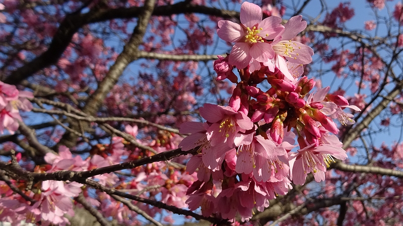 オカメザクラの花 横浜市旭区鶴ヶ峰鎧の渡し緑道