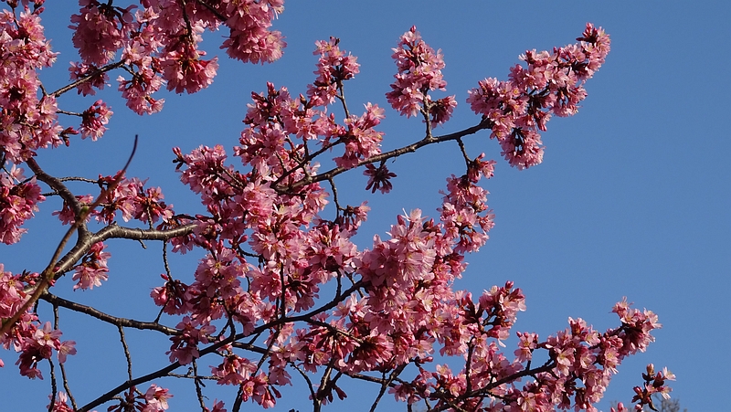 オカメザクラの花 横浜市旭区鶴ヶ峰鎧の渡し緑道
