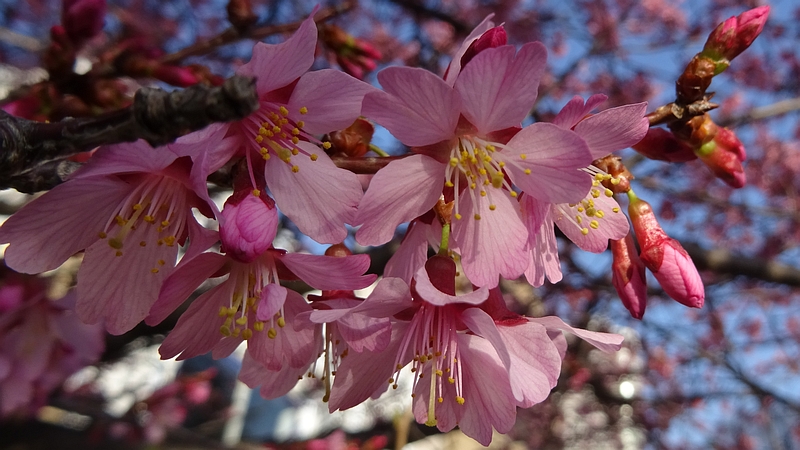 オカメザクラの花 横浜市旭区鶴ヶ峰鎧の渡し緑道