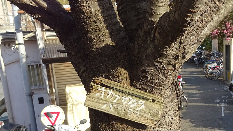 オカメザクラの名札 横浜市旭区鶴ヶ峰鎧の渡し緑道