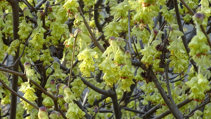 トサミズキの花 横浜市旭区鶴ヶ峰鎧の渡し緑道