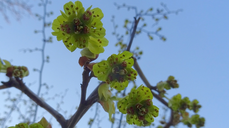 トサミズキの花 横浜市旭区鶴ヶ峰鎧の渡し緑道
