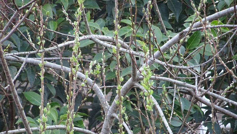 タチヤナギの若葉 横浜市旭区今宿南町