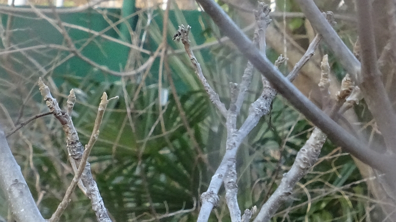 オニグルミの冬芽 横浜市旭区今宿南町