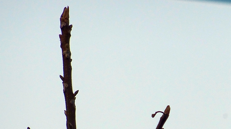 オニグルミの冬芽 横浜市旭区今宿南町
