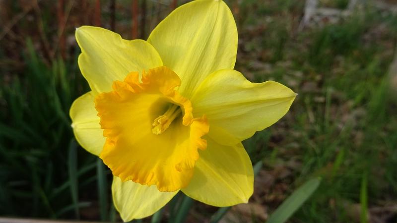 ラッパズイセンの花 横浜市旭区今宿南町