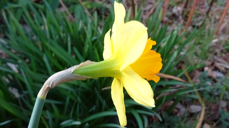 ラッパズイセンの花 横浜市旭区今宿南町