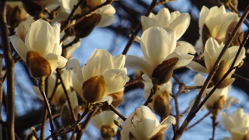 ハクモクレンの花 横浜市旭区今宿南町