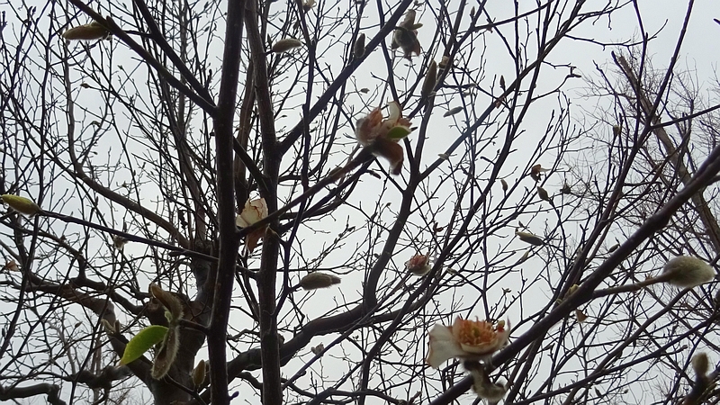 コブシの花 川崎市幸区創造のもり