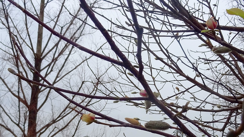 コブシの花 川崎市幸区創造のもり
