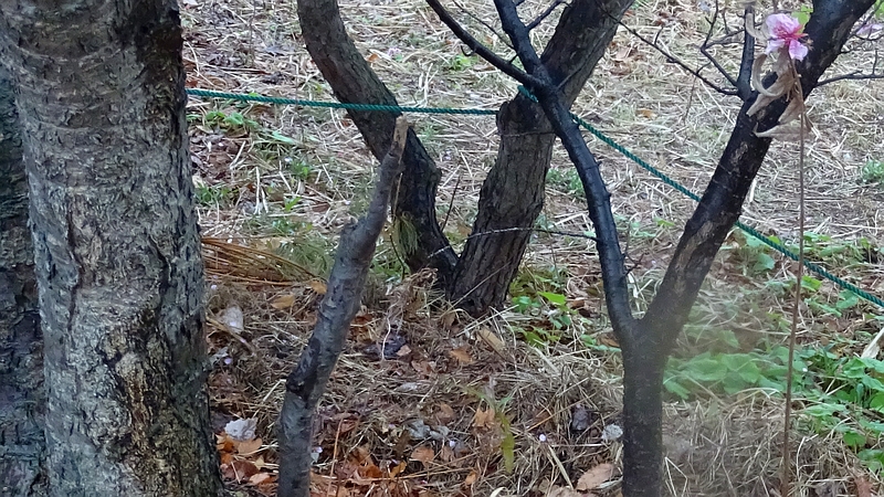 カワヅザクラの花 川崎市幸区さいわいふるさと公園