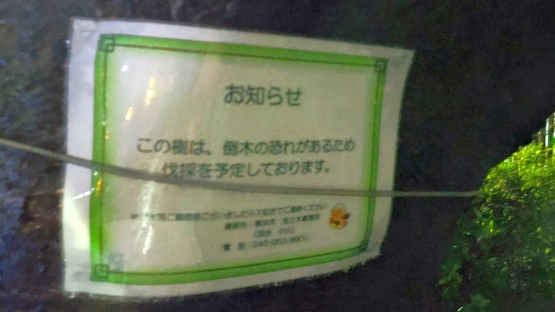 ウコンザクラの伐採のお知らせ 横浜市旭区今宿東町